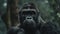 Portrait gorilla in the forest