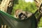 Portrait of a gorilla relaxing in a hammock