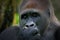 portrait gorilla at zoo