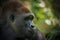 portrait gorilla at zoo