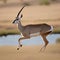 A portrait of a graceful and agile gazelle leaping across the plains2