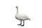 Portrait of a graceful bird Swan standing on white isolated back