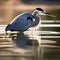 A portrait of a graceful and elegant heron wading through shallow waters2