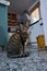 Portrait of a graceful gray tabby cat resting indoors