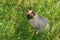 Portrait of graceful Siamese cat sitting in summer grass