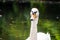 Portrait of a graceful white swan with long neck on dark green water background