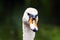 Portrait of a graceful white swan with long neck on dark green water background