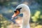 Portrait of a graceful white swan with long neck on green water background