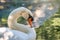 Portrait of a graceful white swan with long neck on green water background