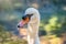 Portrait of a graceful white swan with long neck on green water background