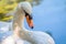 Portrait of a graceful white swan with long neck on green water background