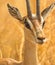 Portrait of a GrantÂ´s Gazelle
