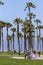 Portrait, Grass and palm tree patch at beach, Santa Monica, CA, USA