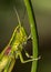 Portrait of a grasshopper