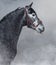 Portrait of gray Andalusian horse sticks his tongue