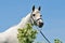 Portrait of gray Arabian horse