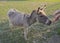 Portrait of gray beige furry young donkey with woman hand feeding him with carrot. Afternoon golden hour light on lush