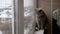 Portrait of Gray British Cat with Big Brown Eyes, Sit, Lookes at Window. 180fps