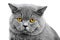 Portrait of gray british cat isolated