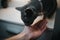 Portrait of a gray British cat licking a man\'s finger