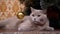 Portrait Gray British Purebred Cat with Green Eyes, Sits under Christmas Tree