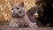 Portrait Gray British Purebred Cat with Green Eyes, Sits under Christmas Tree