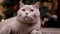 Portrait Gray British Purebred Cat with Green Eyes, Sits under Christmas Tree