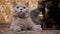 Portrait Gray British Purebred Cat with Green Eyes, Sits under Christmas Tree