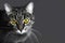 Portrait of a Gray cat with illuminating yellow eyes on a Ultimate Grey background. Trendy colors of the 2021 year
