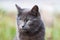 Portrait of a gray cat on a light background. Muzzle of a gray adult cat close-up. Horizontal photo of a pet with a copy space.