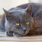 Portrait of a gray cat lying on a chair, square format