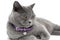 Portrait of a gray cat in a purple collar. white background.
