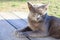 Portrait of a gray cat. Scottish Cat sitting on the wooden bench. Playful British Short Hair cat lying on garden decking