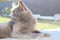 Portrait of a gray cat. Scottish Cat sitting on the wooden bench. Playful British Short Hair cat lying on garden decking