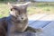 Portrait of a gray cat. Scottish Cat sitting on the wooden bench. Playful British Short Hair cat lying on garden decking