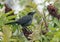 Portrait of Gray Catbird Dumetella carolinensis,Canada