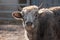 Portrait of a gray cow bull