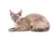 Portrait gray devon rex cat