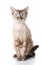 Portrait gray devon rex cat with big ears on white background