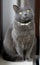 Portrait of Gray domestic Cat
