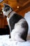 Portrait of a gray domestic cat with wide open eyes. The cat sits on the table indoors and looks out the window.