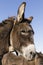 Portrait of a gray donkey wearing a bell, Switzerland