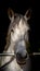 Portrait of gray draft horse