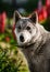 Portrait of a gray east siberian laika dog breed on red flowers background