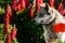 Portrait of a gray east siberian laika dog breed on red flowers background