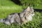 Portrait of a gray fluffy cat outdoors. Domestic cat sitting in green grass in nature and looking to the side. Pet for a walk