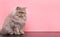 Portrait of a gray, fluffy cat on a pink pastel background, sits with his lowered head and looks to the side