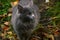 Portrait of a gray fluffy kitten with yellow eyes on a background of green grass. Cat on a walk. Photo project `Life of cats