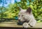Portrait of gray green eyed mongrel kitten sitting in garden daytime lighting. Adorable small cat