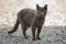 Portrait of gray grown adult big short-haired cat with green eye